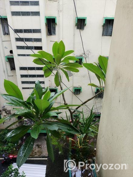 কাঠগোলাপ গাছ ১৪” টব সহ