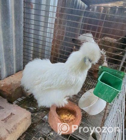 silkie murgi