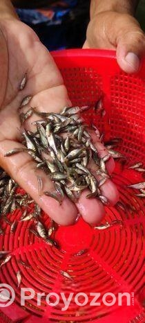 মাছের পোনা