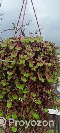 পাতা বাহার গাছ