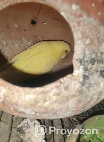 ১জোরা বাজিগার (লটিনো রেড আই)