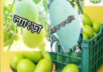 নওগাঁর বিখ্যাত জিআই পণ্য নাক ফজলি কিনুন সরাসরি বাগ