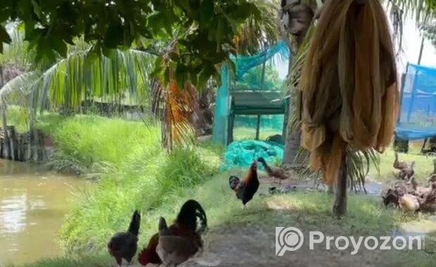 জমি বিক্রয় হবে – ইছর কান্দি-গাজীপুর – (IUT থেকে মা