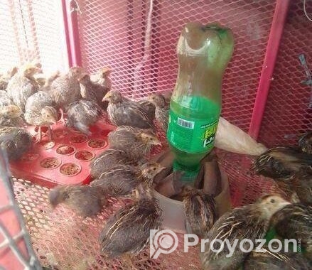 পাইকারি হাস মুরগী ও কয়েল পাখির বাচ্চা বিক্রি