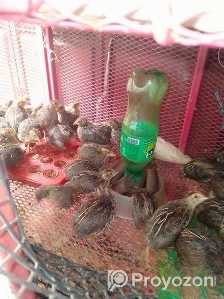 পাইকারি হাস মুরগী ও কয়েল পাখির বাচ্চা বিক্রি