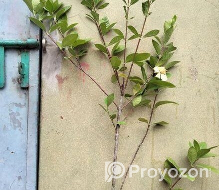 গন্ধরাজ ফুল গাছ