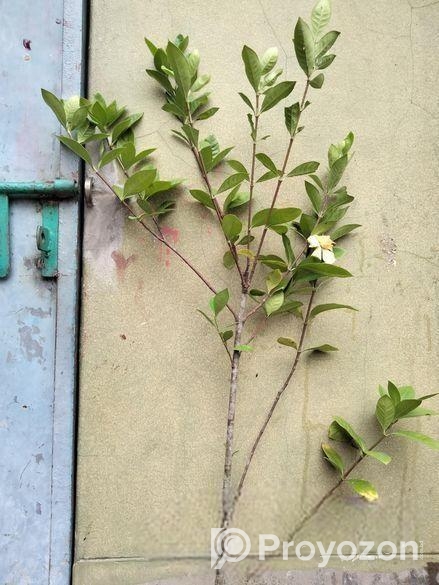 গন্ধরাজ ফুল গাছ