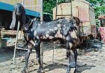 ১০০% বিটেল পাটা