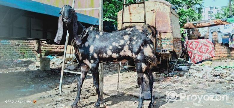 ১০০% বিটেল পাটা