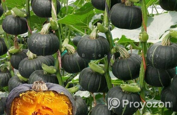 উন্নত কৃষকের বীজ
