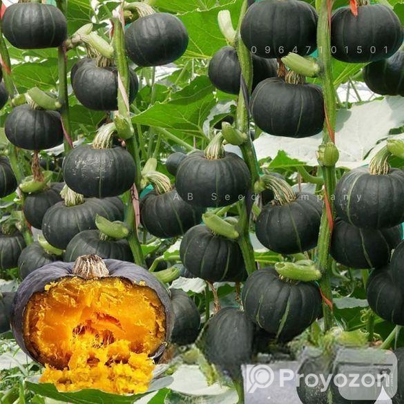 উন্নত কৃষকের বীজ