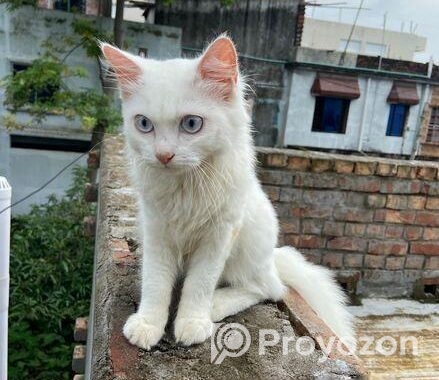 Persian cat
