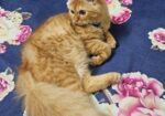 Persian Cat Sell Hobe
