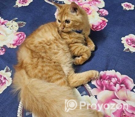 Persian Cat Sell Hobe