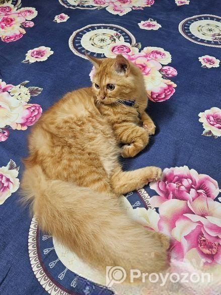 Persian Cat Sell Hobe