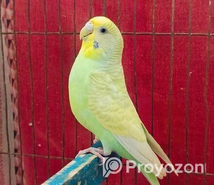 বাজরিগার পাখি (এডাল্ট ফিমেল)
