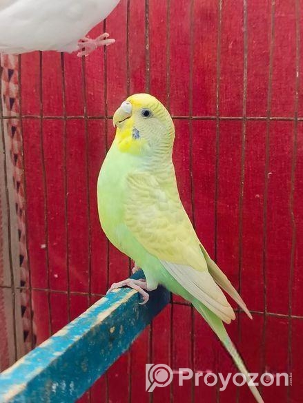 বাজরিগার পাখি (এডাল্ট ফিমেল)