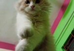 Traditional Persian Cat