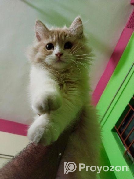 Traditional Persian Cat