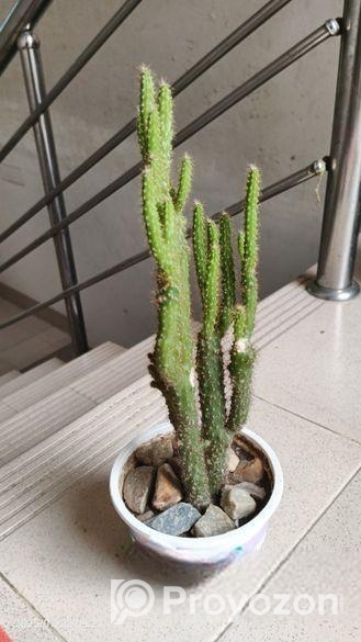 ক্যাকটাস গাছ