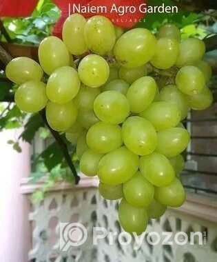 মিষ্টি আঙুর চারা