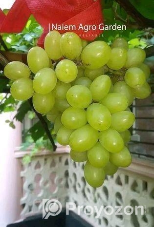 মিষ্টি আঙুর চারা