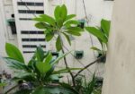 কাঠগোলাপ গাছ ১৪” টব সহ