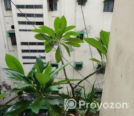 কাঠগোলাপ গাছ ১৪” টব সহ