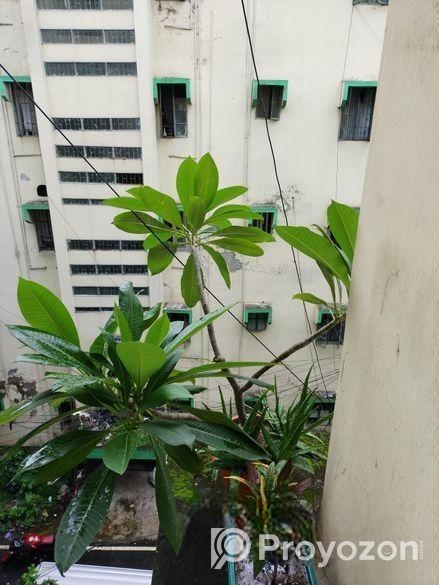 কাঠগোলাপ গাছ ১৪” টব সহ