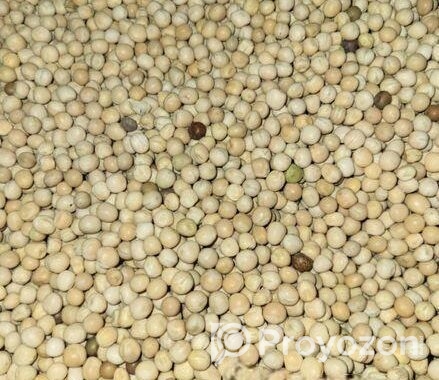 মুগ কালই কাতি কালাই, সিমের পিসি পাকড়া
