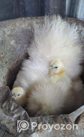 silkie murgi