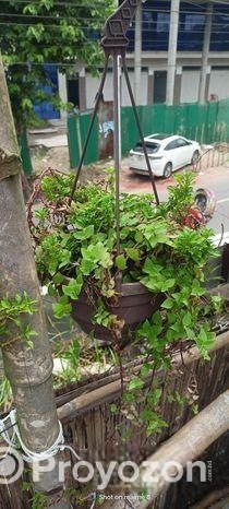 পাতা বাহার গাছ