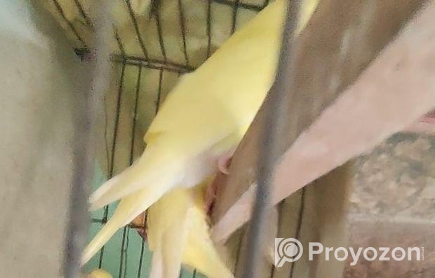 ১জোরা বাজিগার (লটিনো রেড আই)