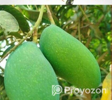 নওগাঁর বিখ্যাত নাক ফজলি আম কিনুন
