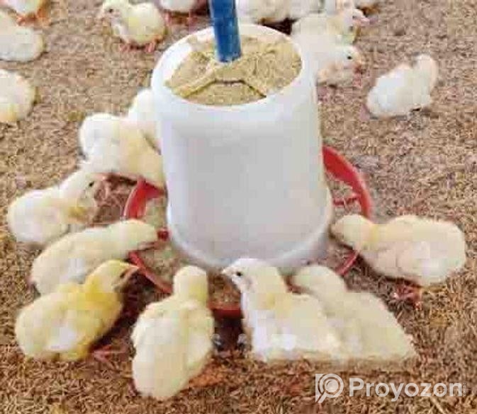 পাইকারি ও খুচরা হাস মুরগী কয়েল বিক্রি