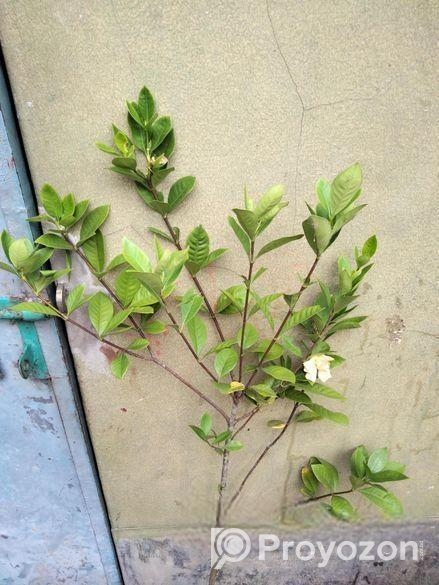 গন্ধরাজ ফুল গাছ