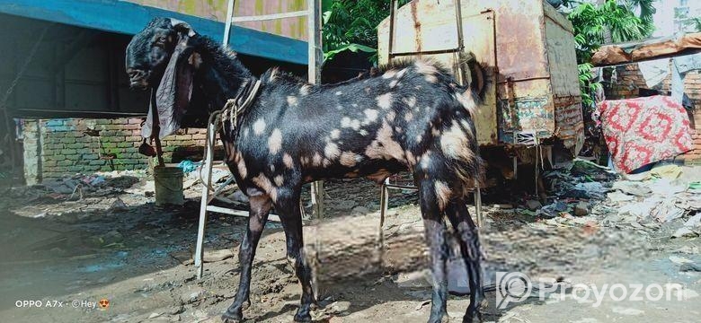 ১০০% বিটেল পাটা
