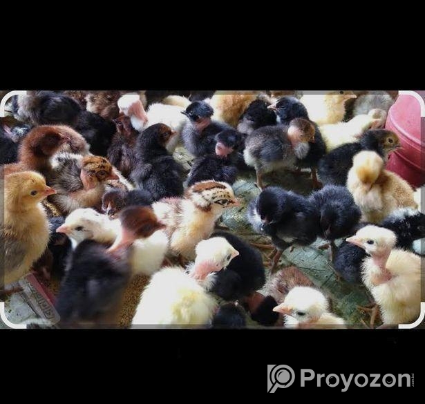 গলাছিলা মুরগির বাচ্চা