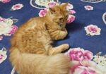 Persian Cat Sell Hobe