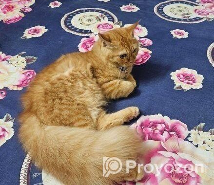 Persian Cat Sell Hobe