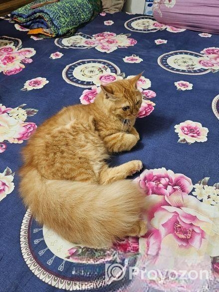 Persian Cat Sell Hobe