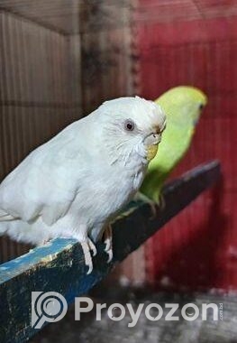 বাজরিগার পাখি (এডাল্ট ফিমেল)