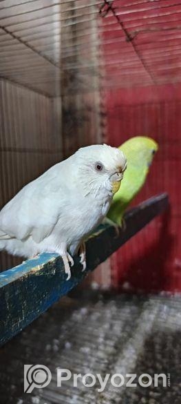 বাজরিগার পাখি (এডাল্ট ফিমেল)