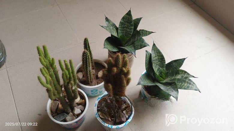 ক্যাকটাস গাছ