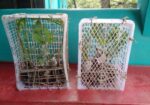 মিষ্টি আঙুর চারা