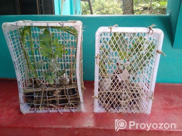 মিষ্টি আঙুর চারা