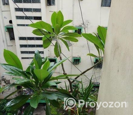 কাঠগোলাপ গাছ ১৪” টব সহ
