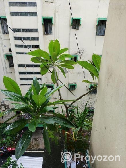 কাঠগোলাপ গাছ ১৪” টব সহ