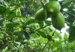 মুগ কালই কাতি কালাই, সিমের পিসি পাকড়া