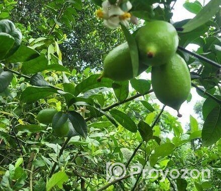 মুগ কালই কাতি কালাই, সিমের পিসি পাকড়া